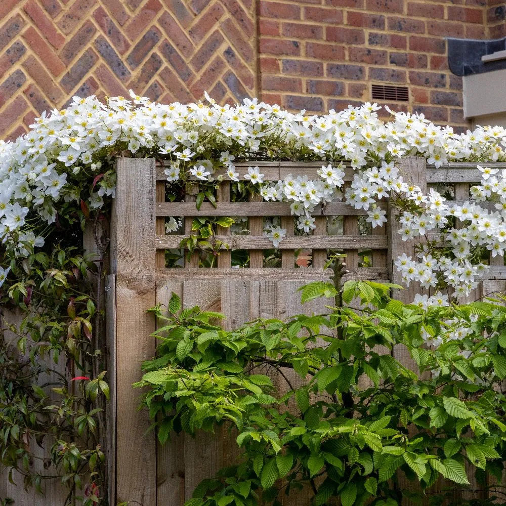 Clematis cartmanii "Avalanche" by gradina-noastra