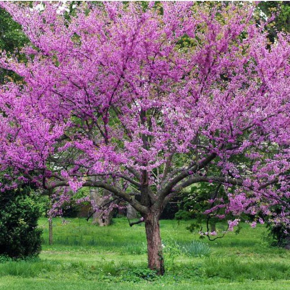 Arborele Iudei arbore 3.00 m - 3.50 m / Cercis siliquastrum / - Gradina Noastra