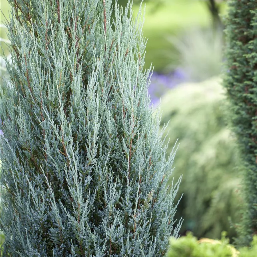 Ienupar de Virginia "Blue Arrow" / Juniperus virginiana "Blue Arrow" /