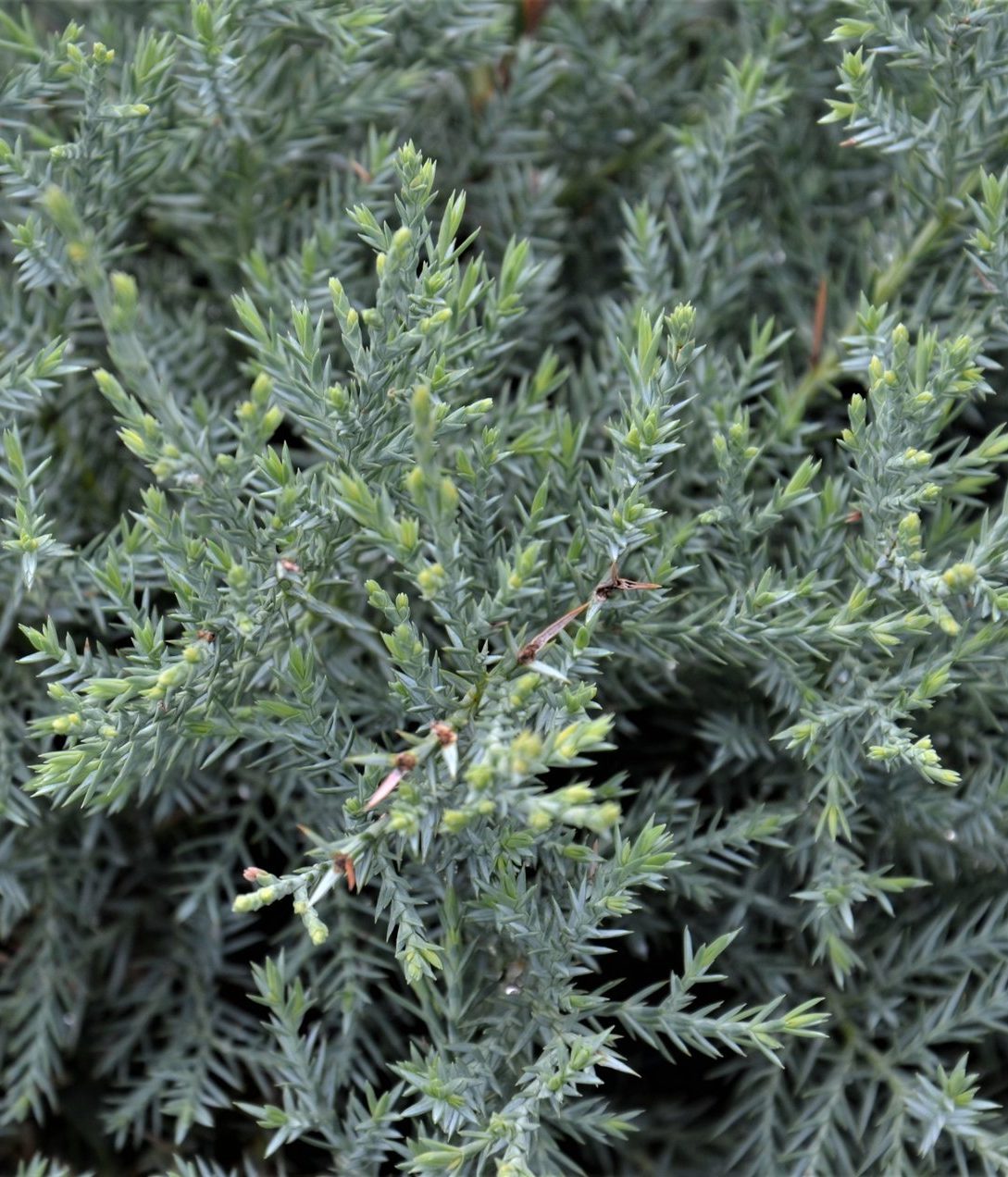 Ienupar "Pfitzeriana Glauca" Bonsai 1.40 - 1.60 m / Juniperus × media "Pfitzeriana Glauca"/ by gradina-noastra