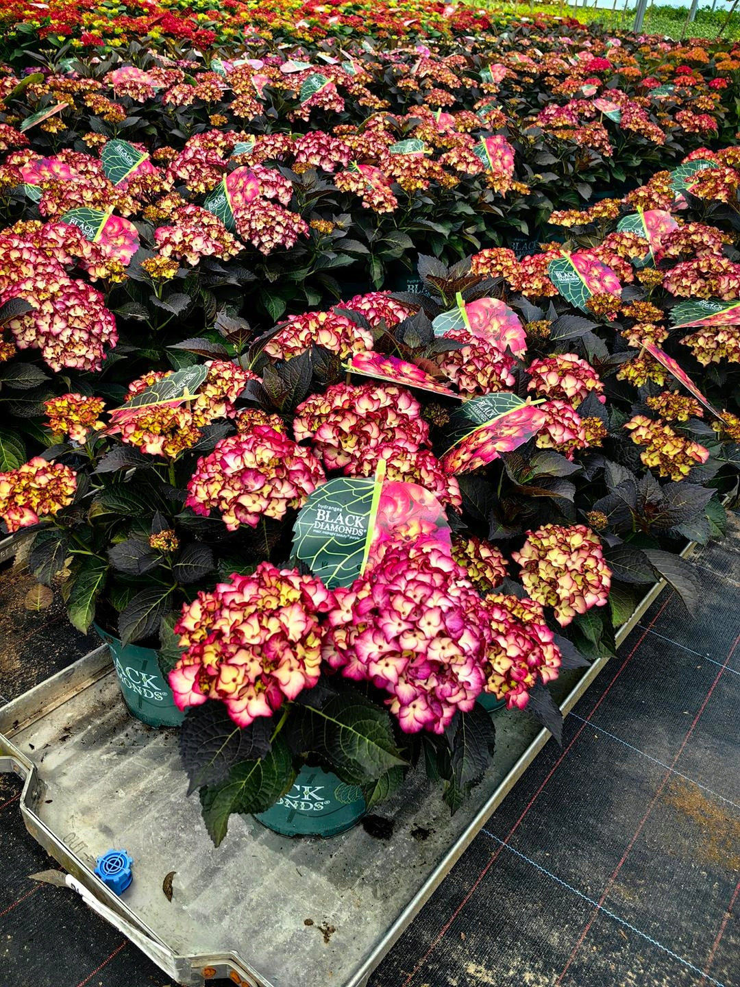 Hortensia "Black Diamonds Midnight Pearl" /Hydrangea macrophylla "Black Diamonds Midnight Pearl" /
