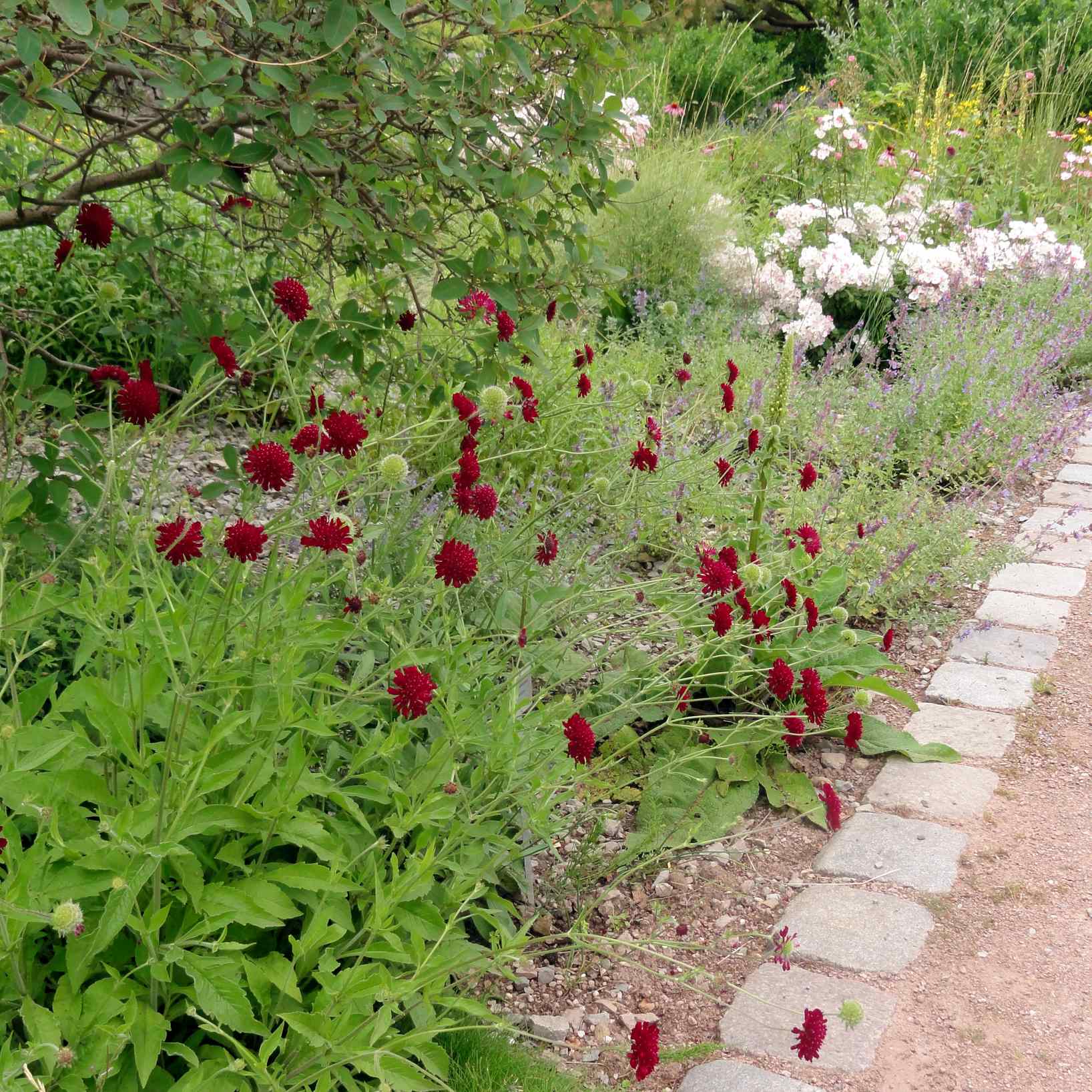 Knautia macedonica "Red Knight" by Gradina Noastra