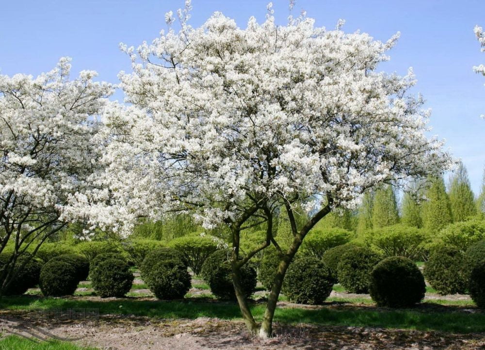 Arbore de stafide 2.00 - 2.50 m / Amelanchier lamarckii / by gradina-noastra