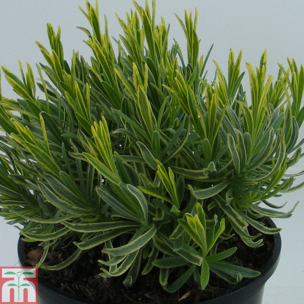 Lavanda "Platinum Blonde" 0.10 m / Lavandula angustifolia "Platinum Blonde"/ by gradina-noastra