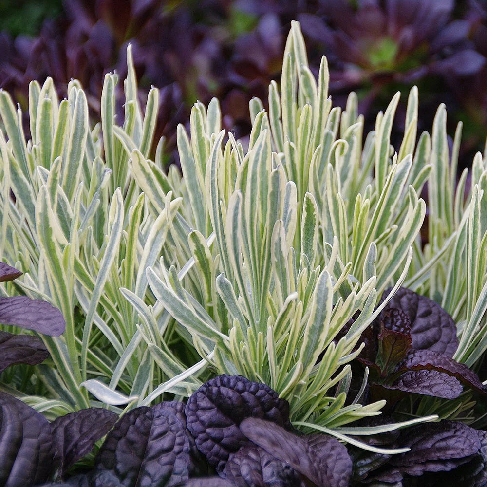Lavanda "Platinum Blonde" 0.10 m / Lavandula angustifolia "Platinum Blonde"/ by gradina-noastra