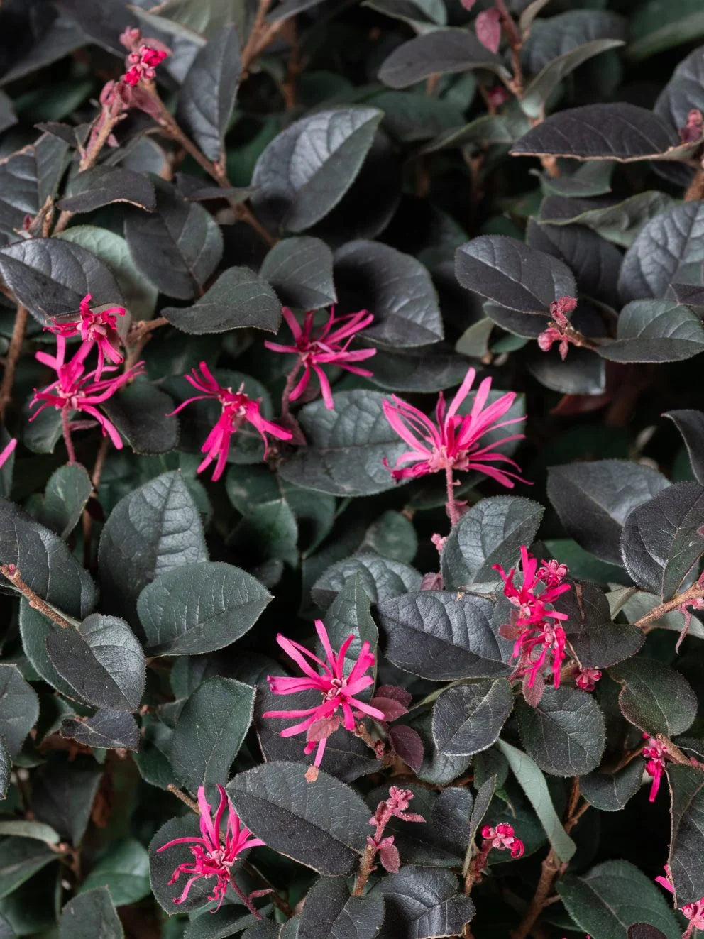 Loropetalum chinense Black Pearl minge 0.70 - 1.00 m / Loropetalum chinense "Black Pearl" / by gradina-noastra
