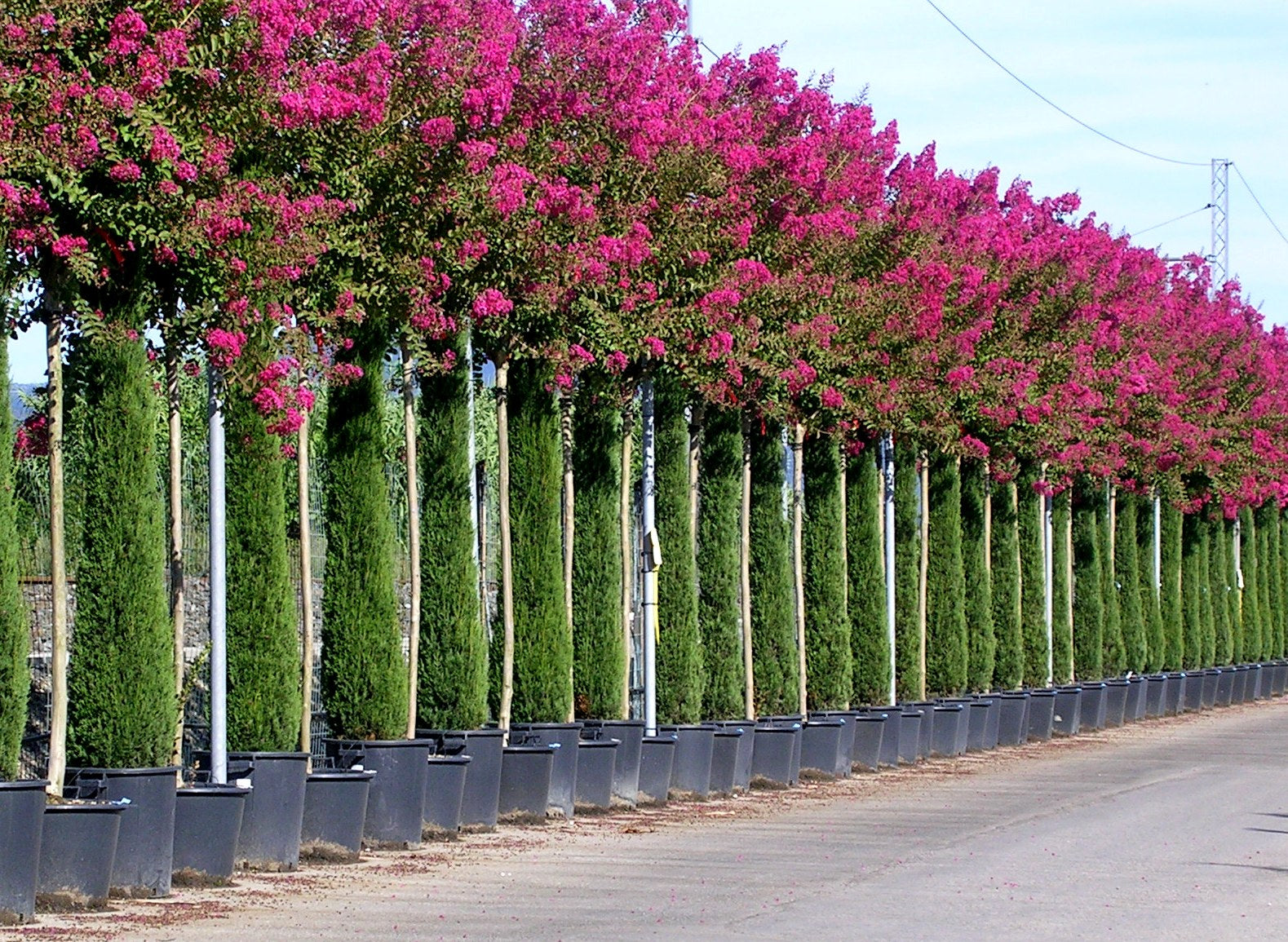 Liliac Indian "Rosea Nova" 2.00 - 2.50 m / Lagerstroemia Indica "Rosea Nova" / - Gradina Noastra
