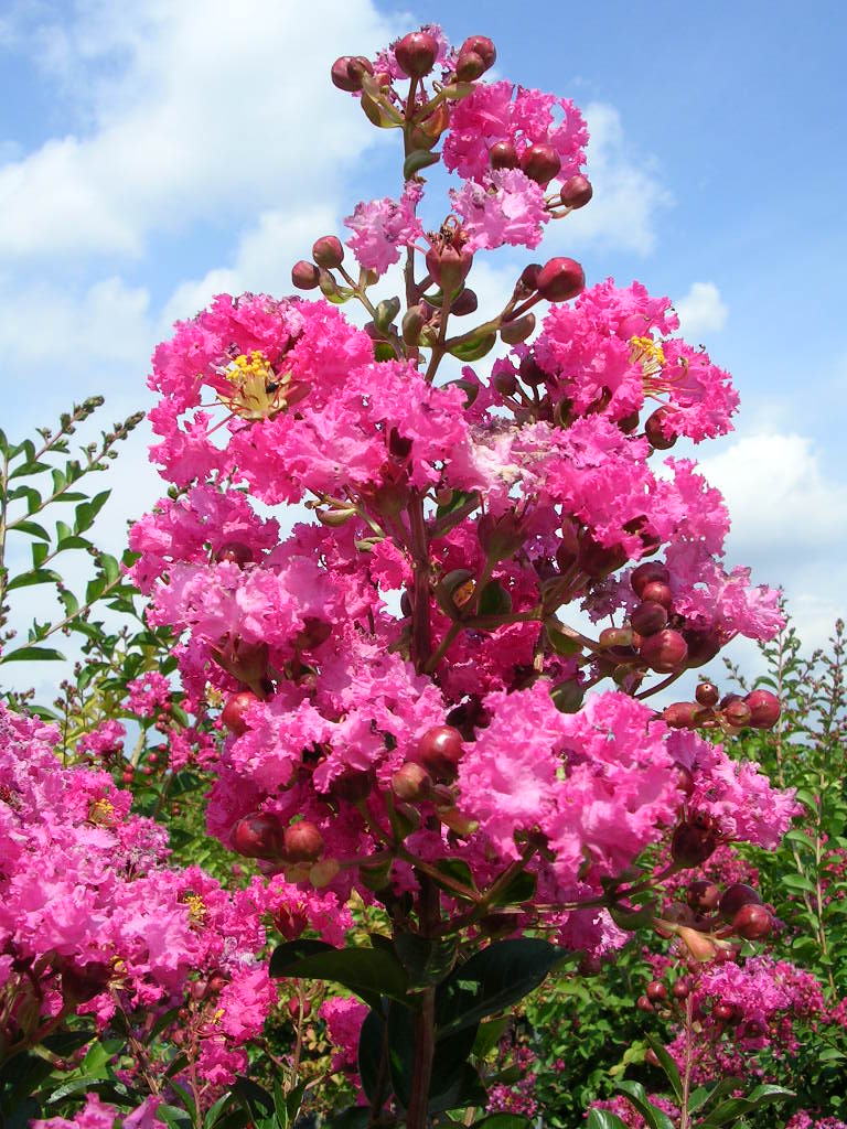 Liliac Indian "Rosea Nova" 2.00 - 2.50 m / Lagerstroemia Indica "Rosea Nova" / - Gradina Noastra