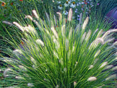 Pennisetum alopecuroides "Hameln" by gradina-noastra