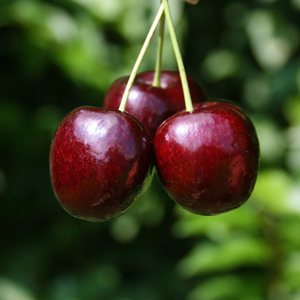Cires "Lapins" 1.80 - 2.30 m / Prunus avium "Lapins" / by gradina-noastra