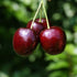 Cires "Lapins" 1.80 - 2.30 m / Prunus avium "Lapins" / by gradina-noastra