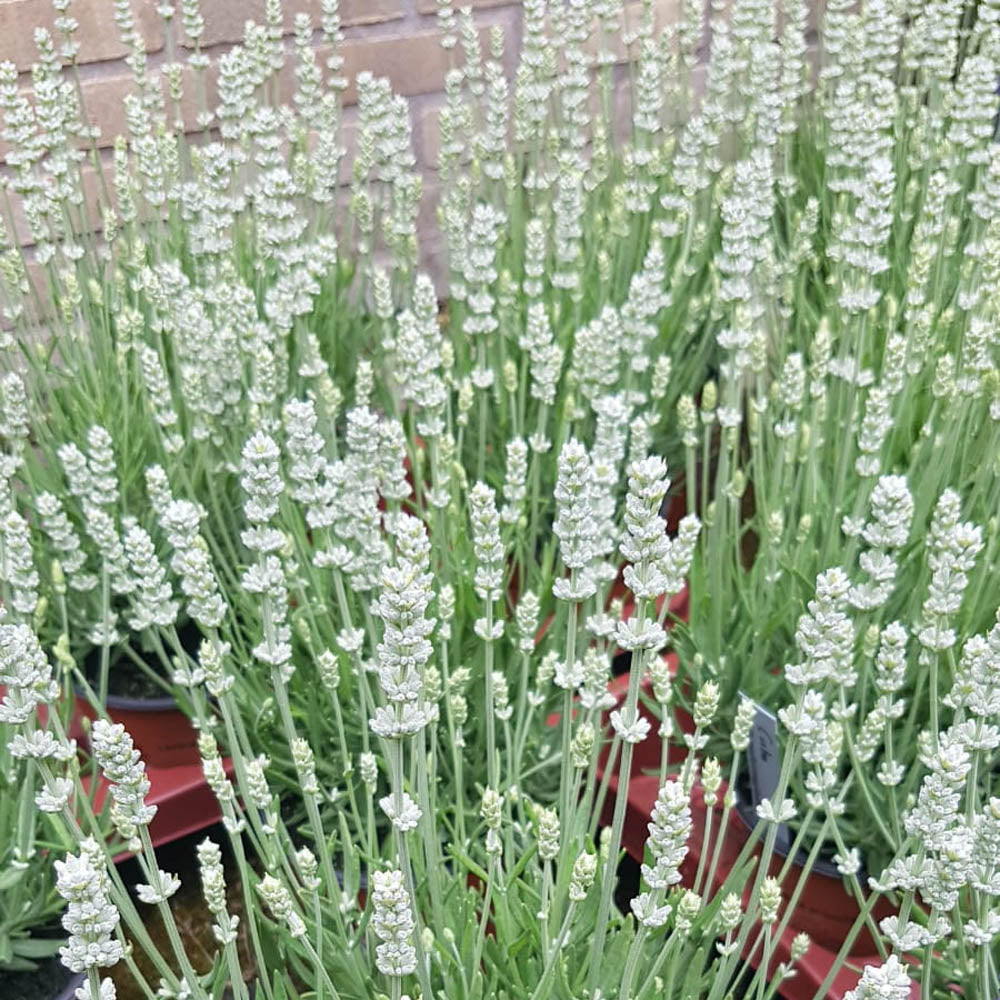 Lavanda "Edelweiss" 0.20 m / Lavandula x intermedia "Edelweiss"/ by gradina-noastra