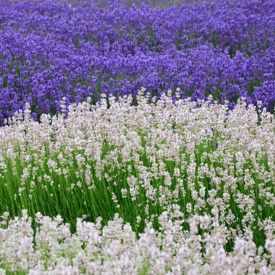 Lavanda "Edelweiss" / Lavandula x intermedia "Edelweiss"/