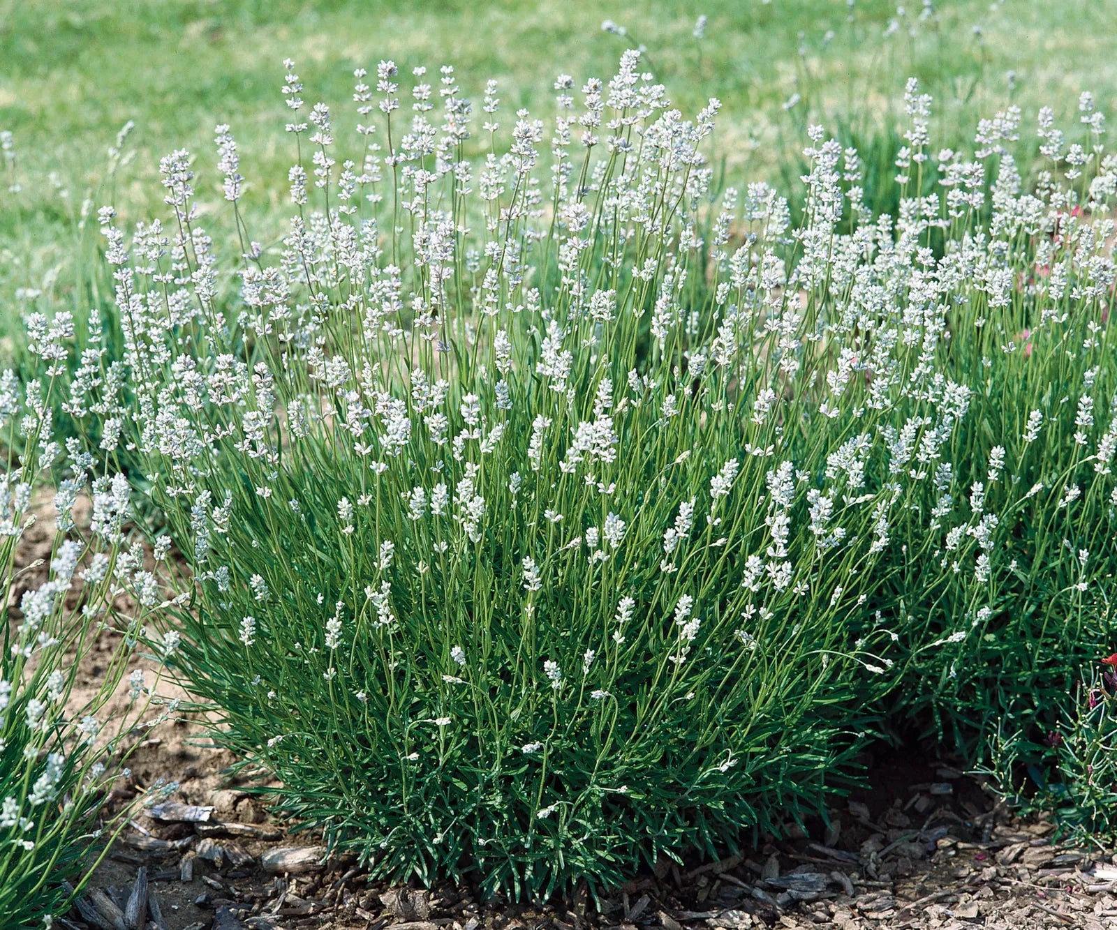 Lavanda "Edelweiss" 0.20 m / Lavandula x intermedia "Edelweiss"/ by gradina-noastra