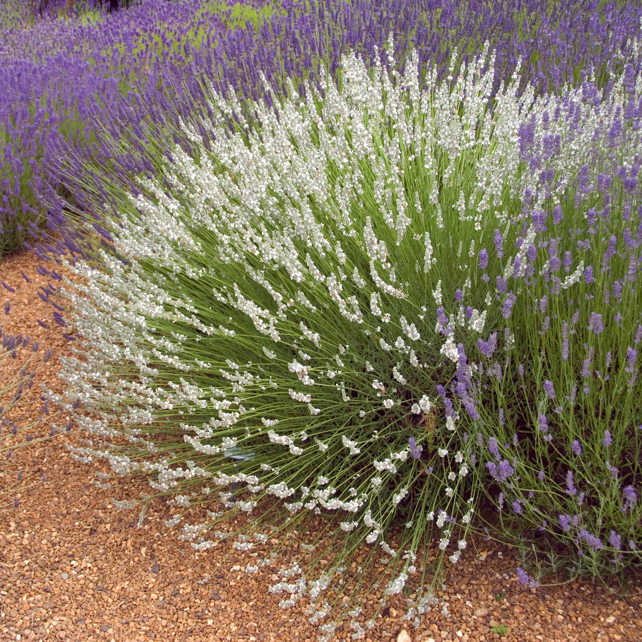 Lavanda "Edelweiss" / Lavandula x intermedia "Edelweiss"/