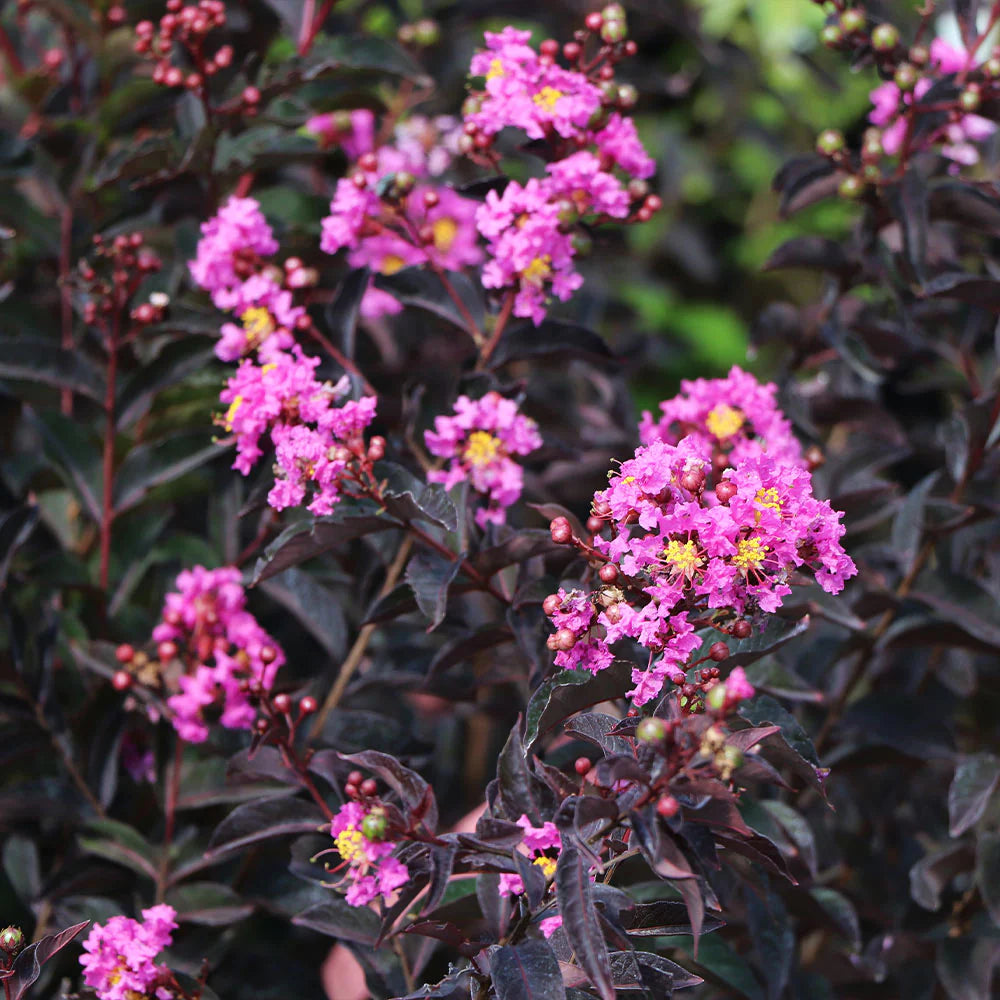 Liliac Indian "Black Diamond Lavander Lace" arbore / Lagerstroemia Indica "Black Diamond Lavander Lace" / by gradina-noastra