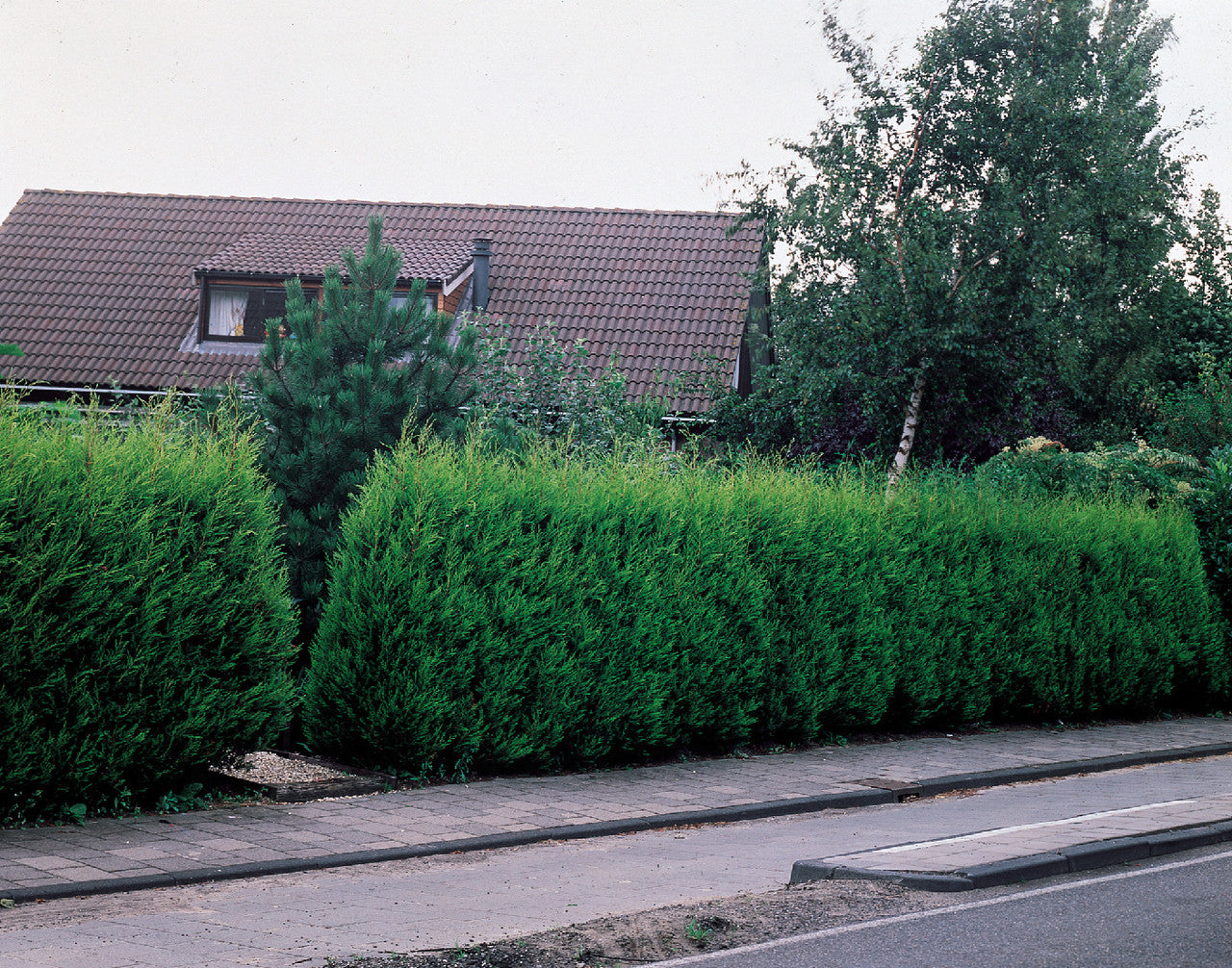 Gard viu din Chiparos leylandii în fața casei, aliniat pe trotoar, ramuri dense, verde închis.