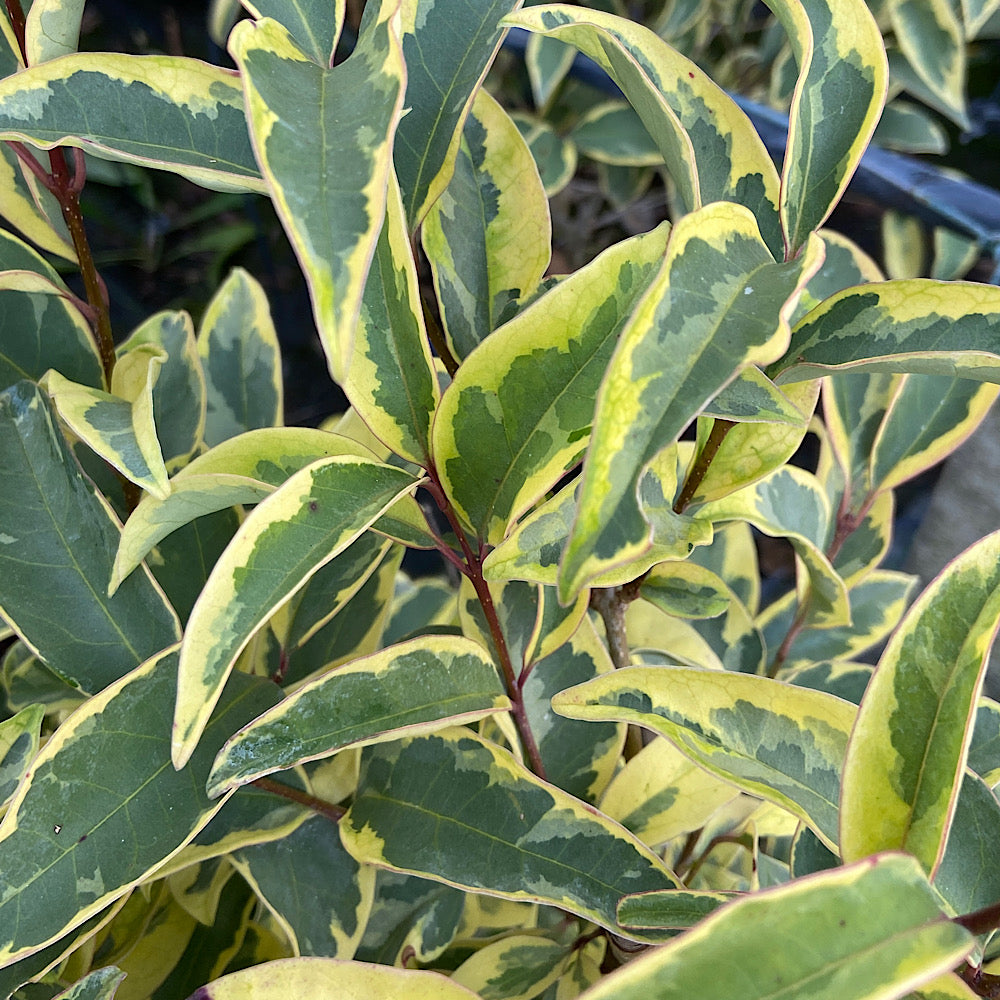 Lemn cainesc "Excelsum Superbum" arbore 2.50 - 3.00 m / Ligustrum japonicum "Excelsum Superbum"/ by gradina-noastra