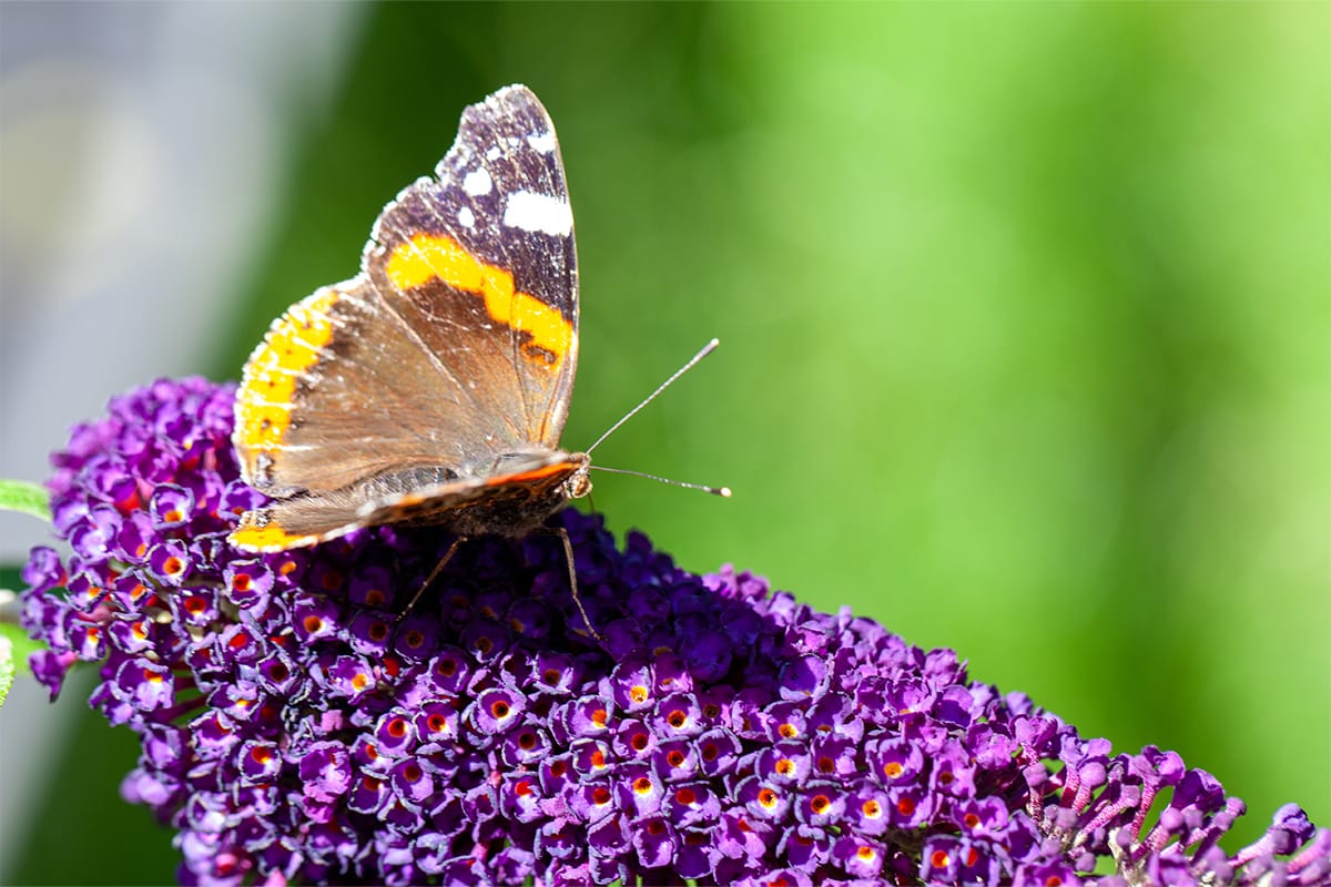 Liliac de vara "Black Knight" / Buddleja davidii "Black Knight"/ - Gradina Noastra