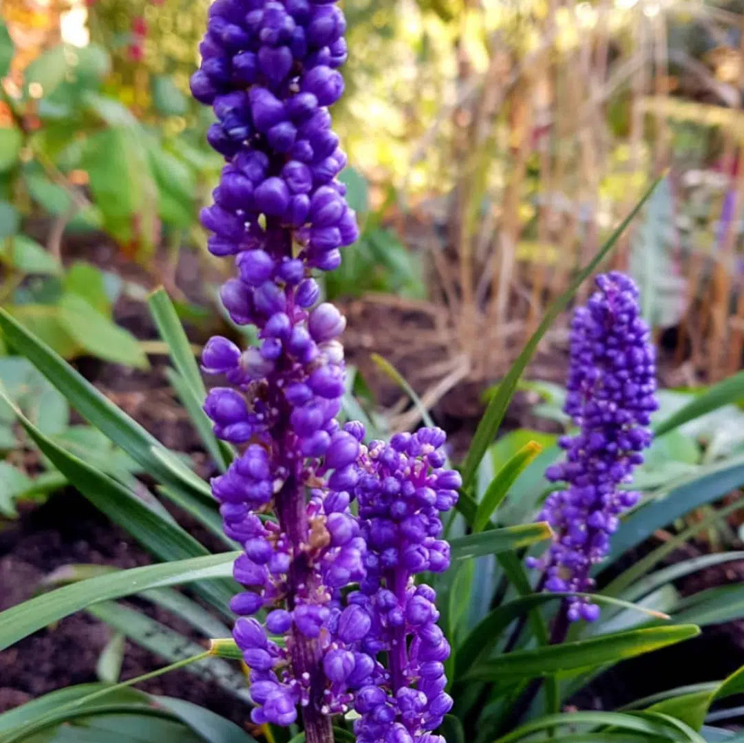 Liriope muscari "Moneymaker" - Gradina Noastra