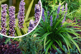 Liriope muscari "Moneymaker" 0.20 m by gradina-noastra