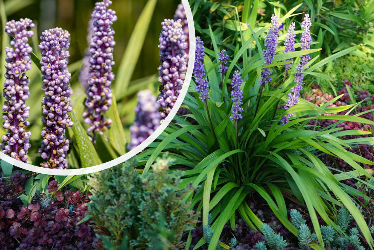 Liriope muscari "Moneymaker" 0.20 m by gradina-noastra