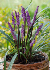 Liriope muscari "Royal Purple" by gradina-noastra