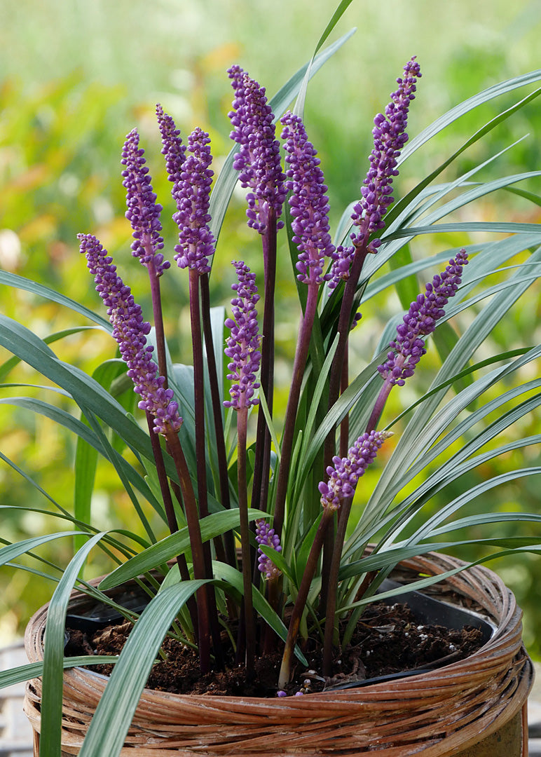Liriope muscari "Royal Purple" by gradina-noastra