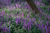 Liriope muscari "Royal Purple" by gradina-noastra