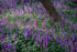 Liriope muscari "Royal Purple" by gradina-noastra