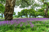 Liriope muscari "Royal Purple" by gradina-noastra