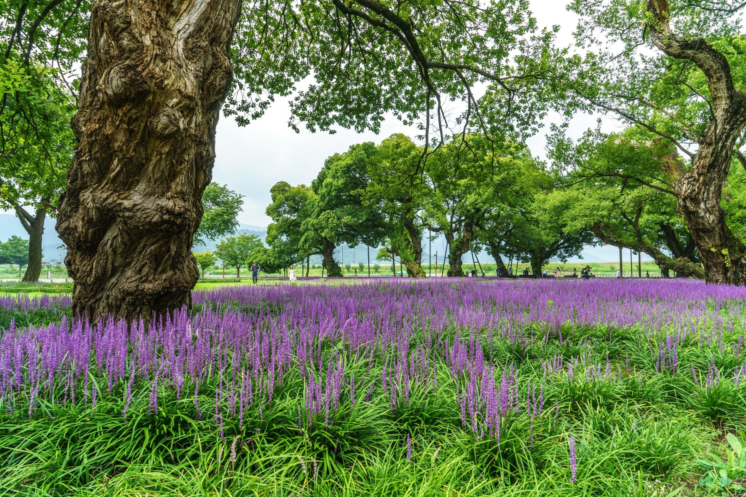 Liriope muscari "Royal Purple" by gradina-noastra