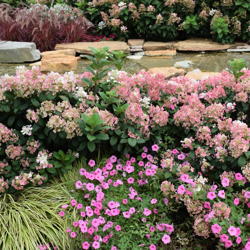 Hortensia paniculata "Little Quick Fire" / Hydrangea paniculata "Little Quick Fire" /