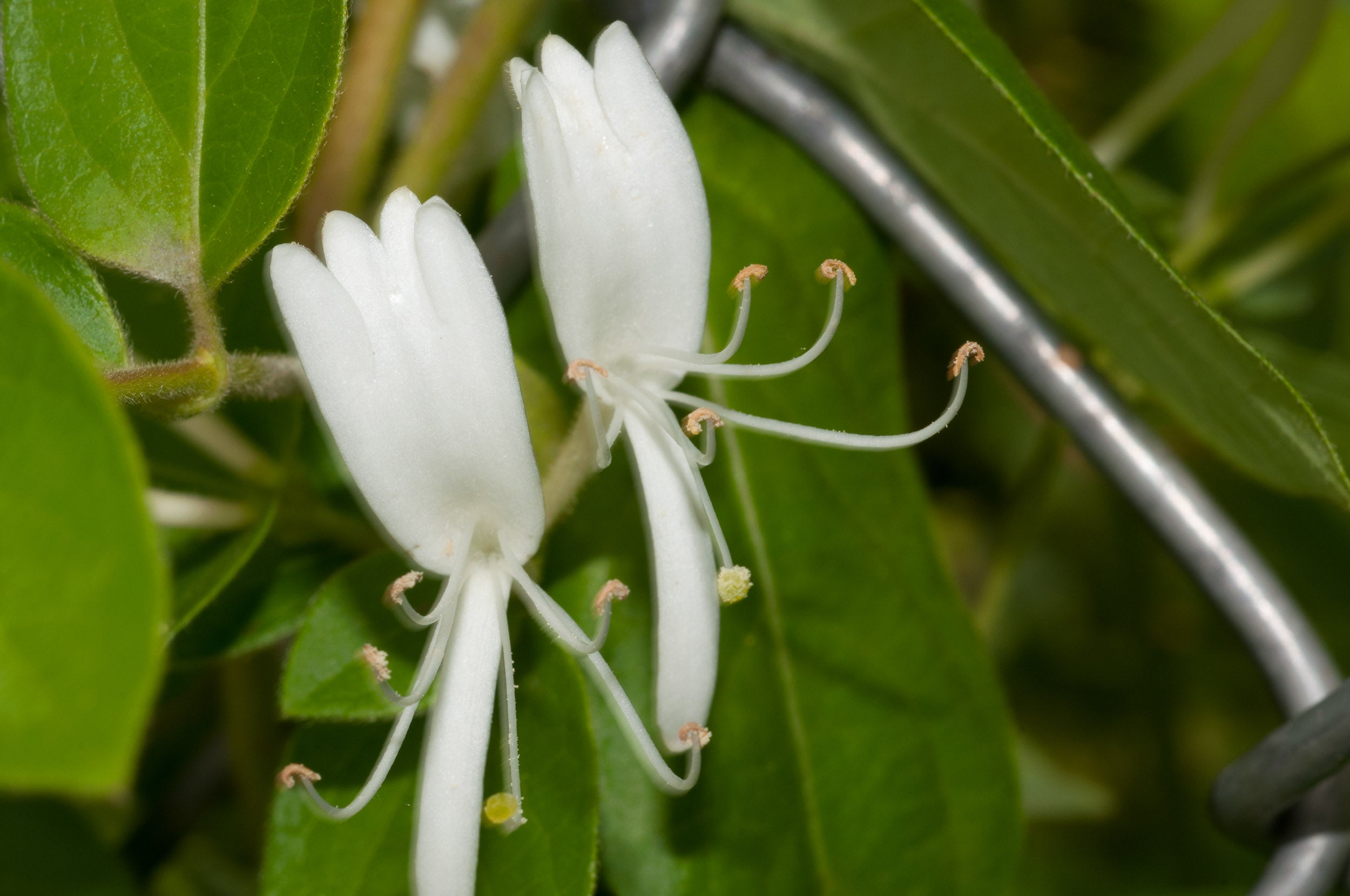 Mâna Maicii Domnului 0.60 m / Lonicera japonica mix / by gradina-noastra