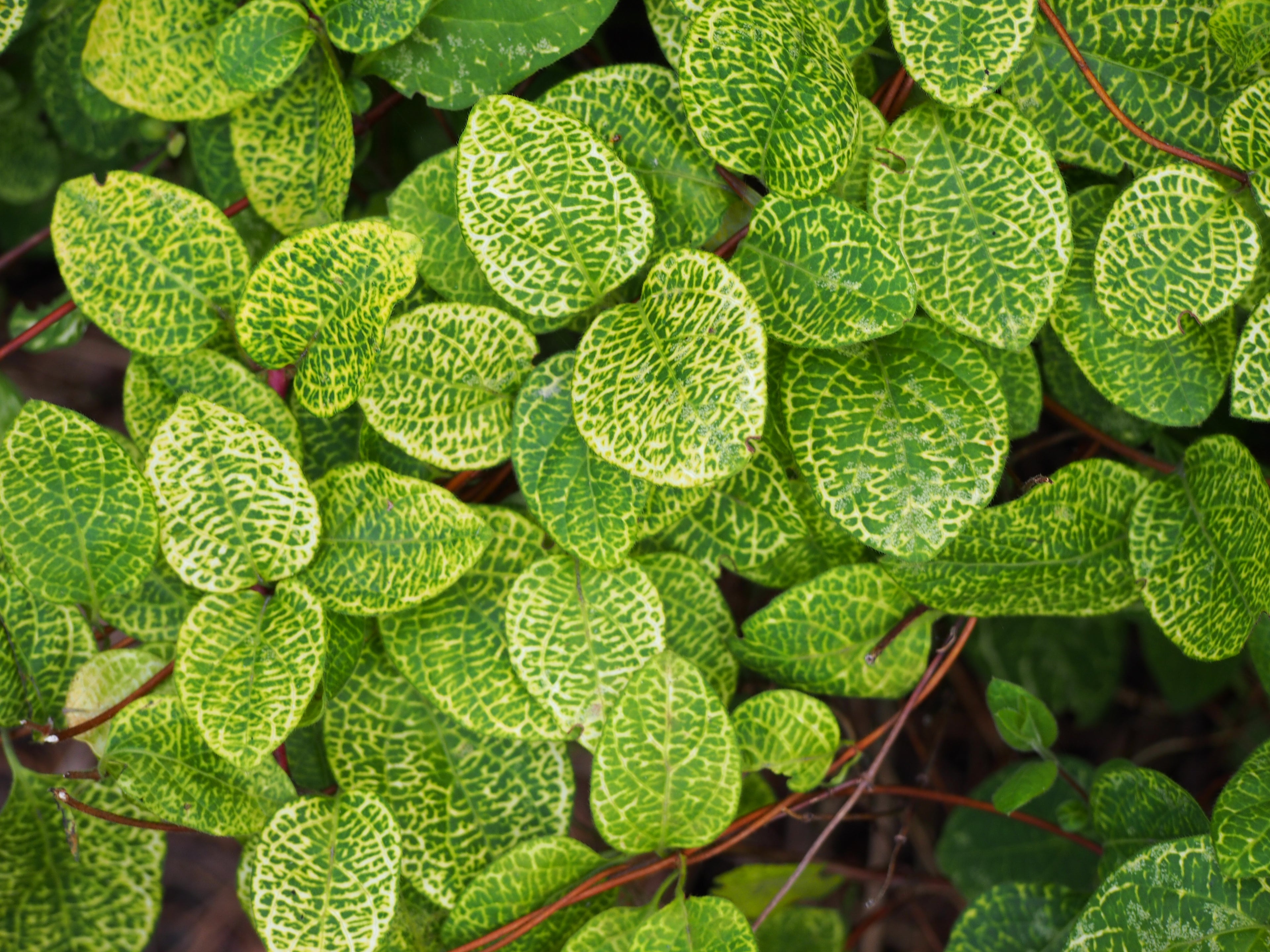 Lonicera "Aureoreticulata" /Lonicera japonica "Aureoreticulata"/ - Gradina Noastra