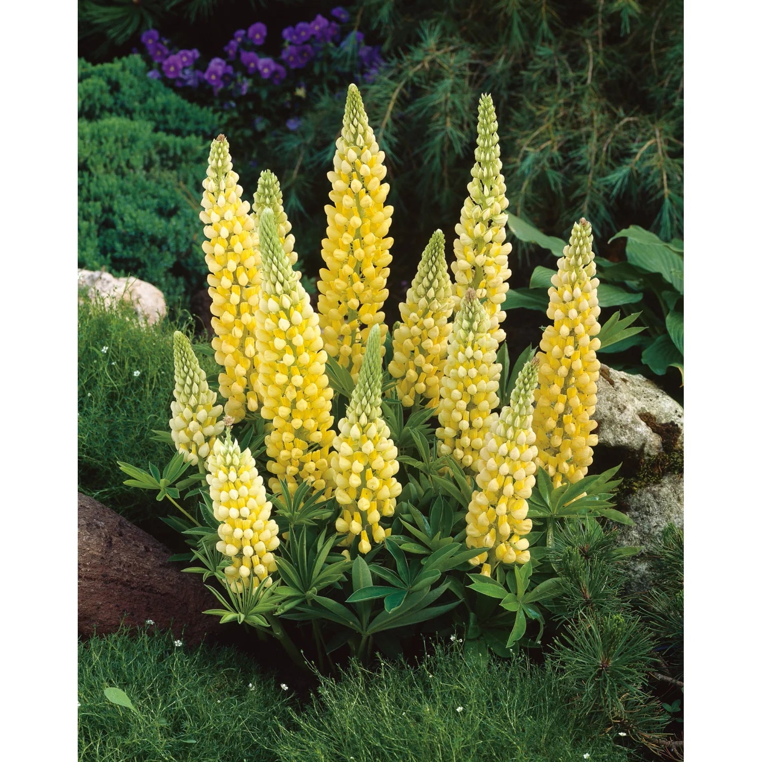 Lupinus "Gallery Yellow" by Gradina Noastra