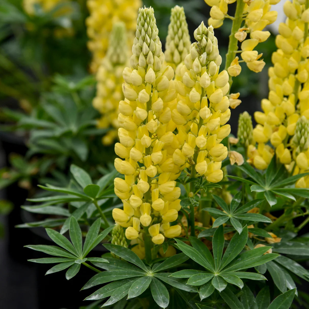 Lupinus "Gallery Yellow" by Gradina Noastra