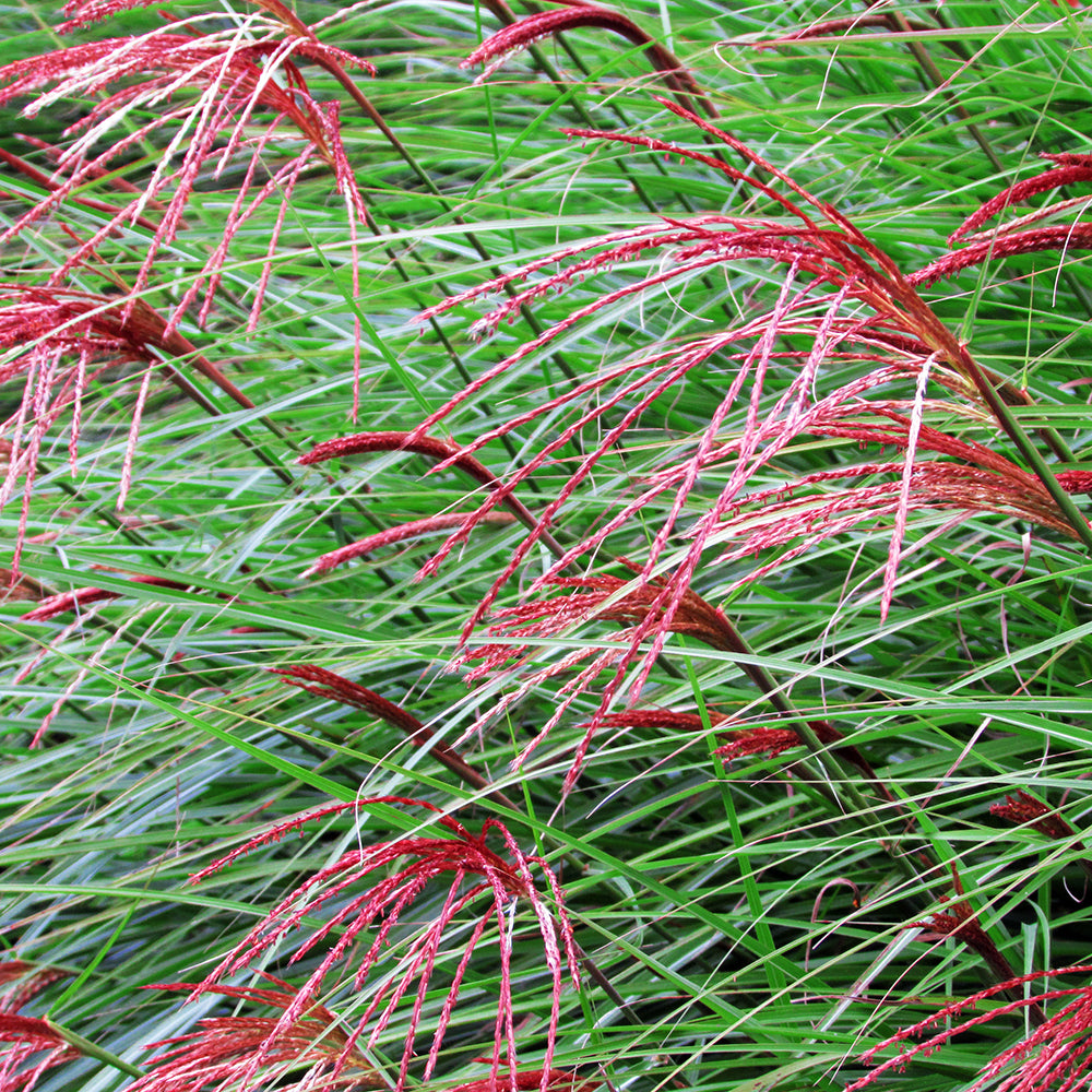 Iarba elefantului "Punktchen" 0.20 - 0.30 m / Miscanthus sinensis "Punktchen" / by gradina-noastra