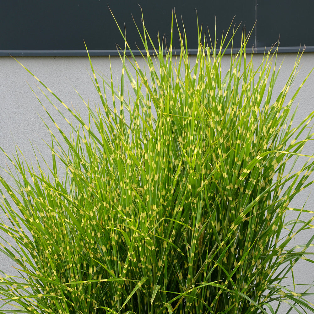 Iarba elefantului "Strictus" 0.20 - 0.30 m / Miscanthus sinensis "Strictus" / by gradina-noastra