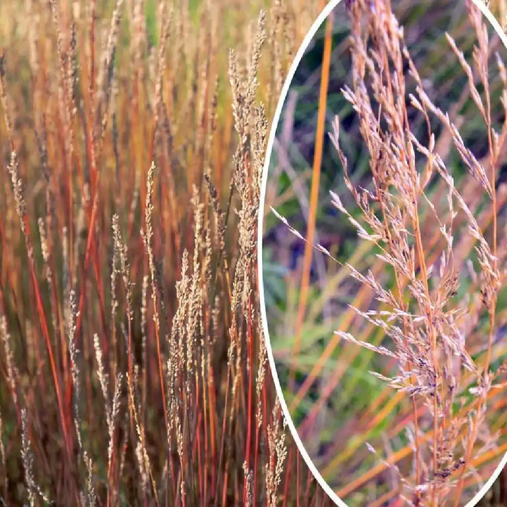 Molinia caerulea "Moorhexe" 0.10 - 0.20 m by gradina-noastra