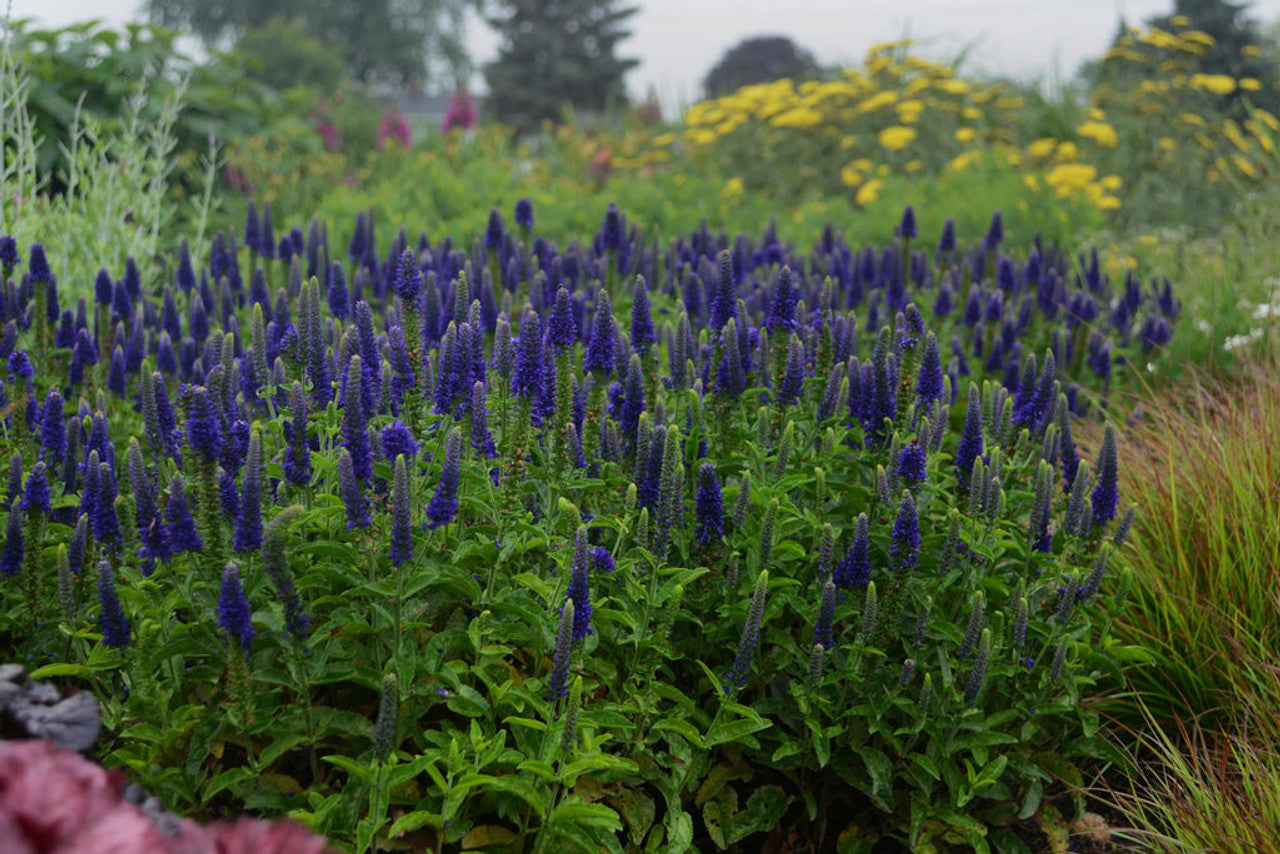 Veronica "Blue Indigo" 0.10 - 0.20 m by Gradina Noastra