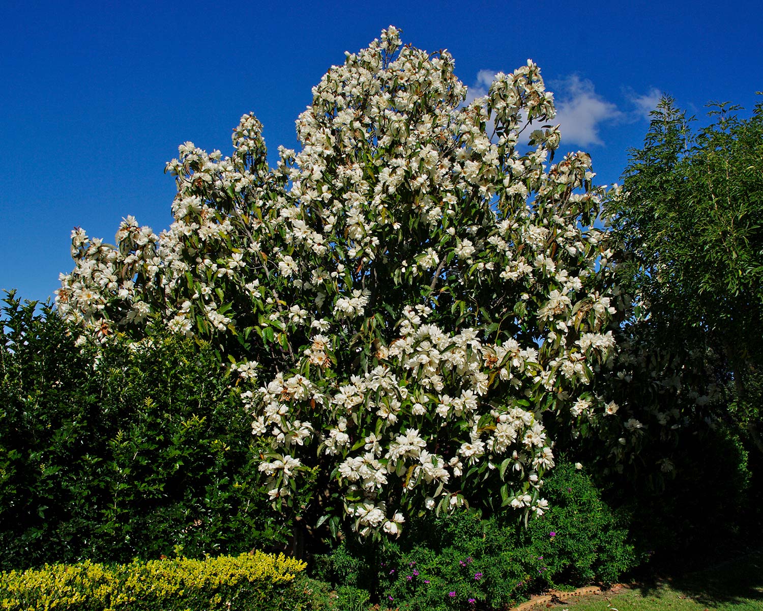 Magnolia vesnic verde "Goliath" / Magnolia grandiflora "Goliath" by gradina-noastra