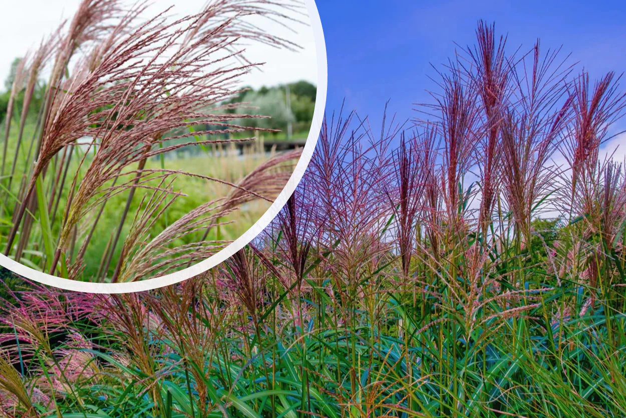 Iarba elefantului "Ferner Osten" / Miscanthus sinensis "Ferner Osten"/ - Gradina Noastra