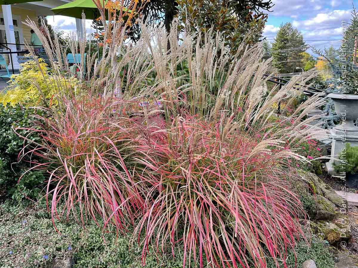 Iarba elefantului "Adagio" / Miscanthus sinensis "Adagio" / - Gradina Noastra