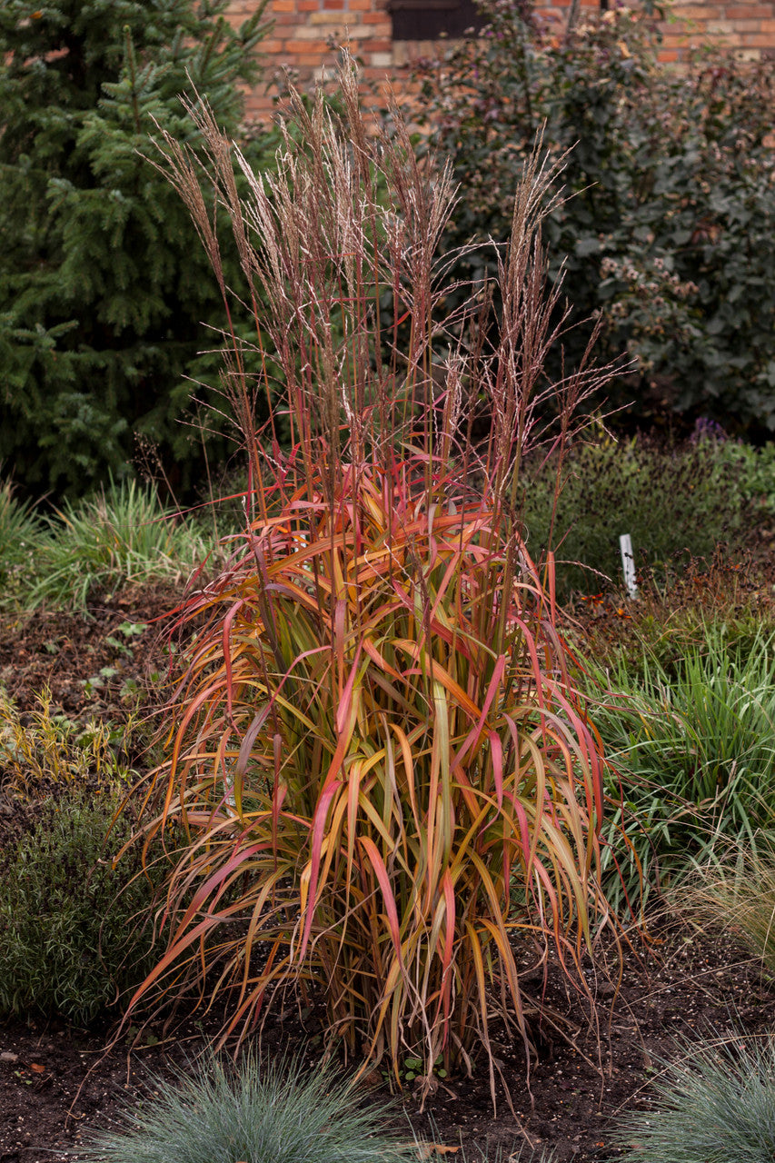 Iarba elefantului "Navajo" 0.20 - 0.30 m /Miscanthus sinensis "Navajo"/ by gradina-noastra