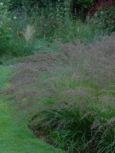 Molinia caerulea "Poul Petersen" by gradina-noastra