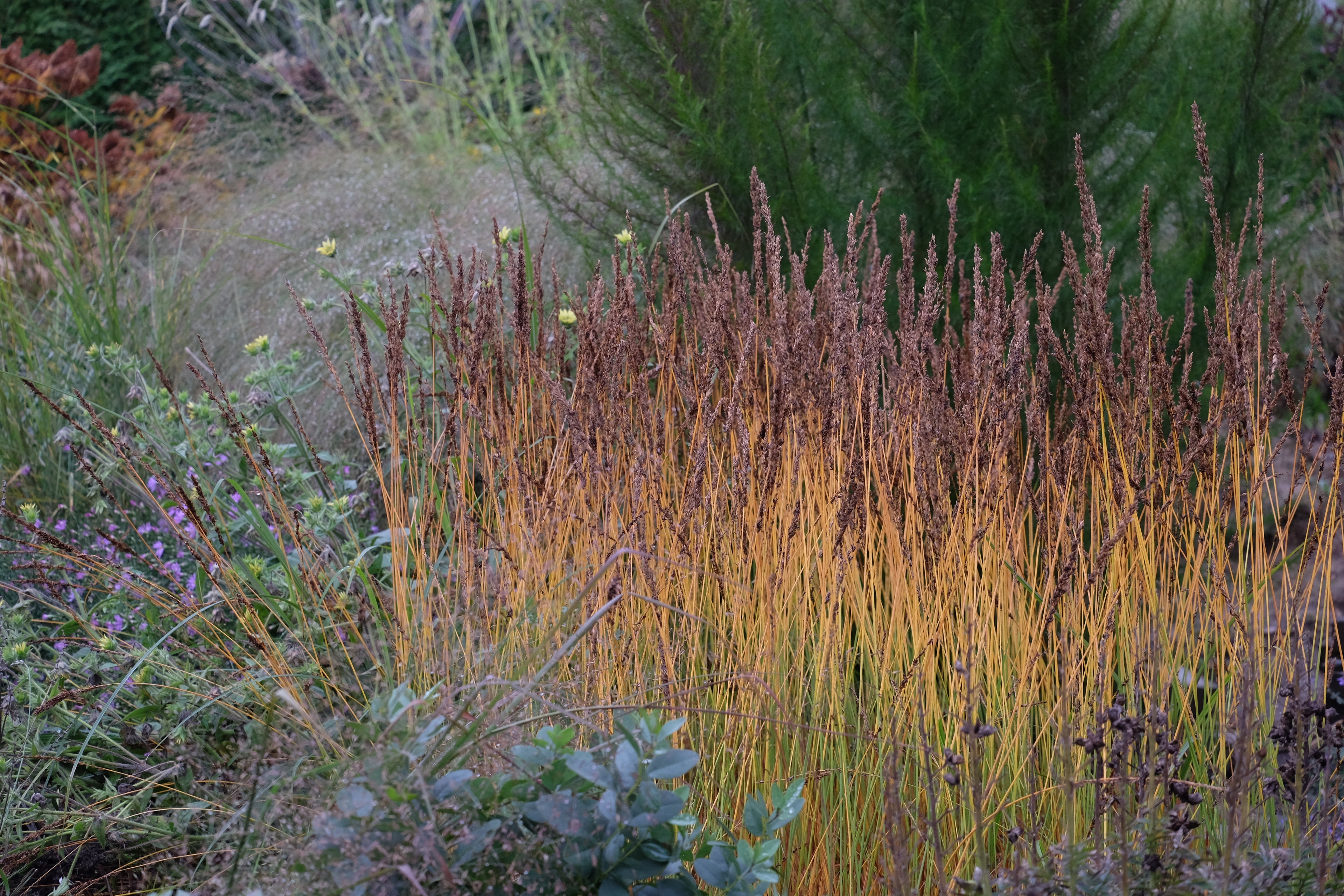 Molinia caerulea "Moorhexe" - Gradina Noastra