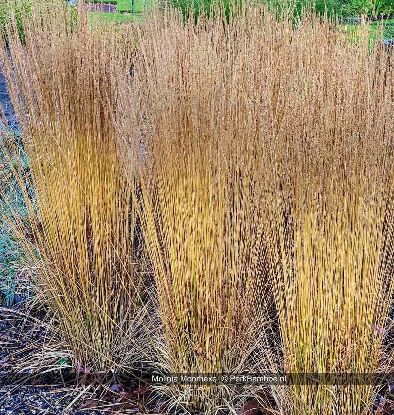 Molinia caerulea "Moorhexe" 0.10 - 0.20 m by gradina-noastra