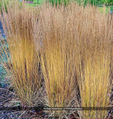 Molinia caerulea "Moorhexe" 0.10 - 0.20 m by gradina-noastra
