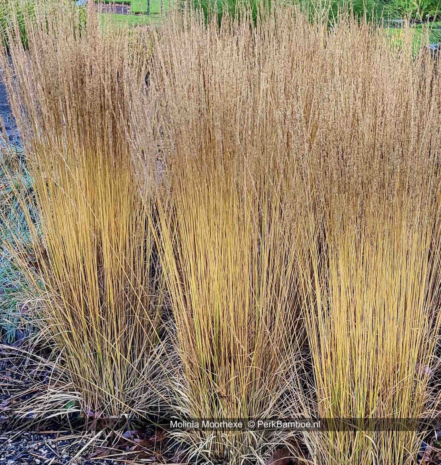 Molinia caerulea "Moorhexe" 0.10 - 0.20 m by gradina-noastra